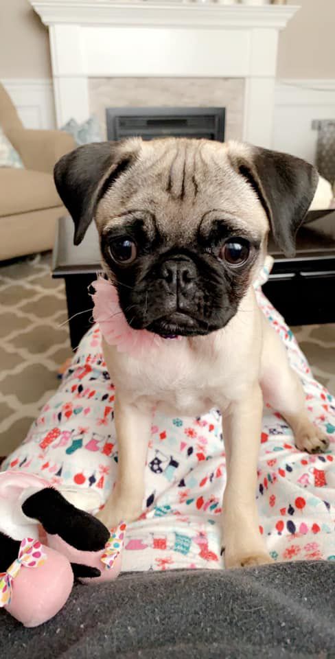 Readers pet photos